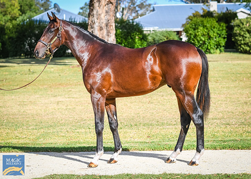 TASSORT x GHALIA'S DREAM COLT.